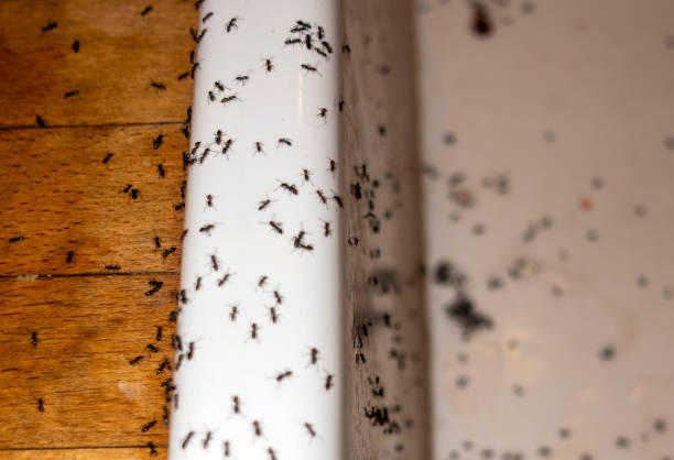 Best Termite Control Services  in Grand Mound, WA